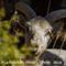 Mouflon mâle