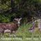 Mouflon (femelle)