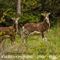 Mouflons (femelles)