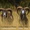 Mouflons ( males adultes)