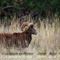 Mouflon (mâle)