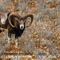 Mouflon en pelage hivernal ( mâle - M24)