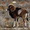 Mouflon mâle en pelage d'hiver