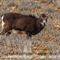 Mouflon femelle