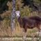 Mouflon femelle