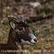Mouflon (femelle - M46)