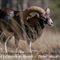 Mouflon ( mâle adulte)