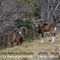 Mouflons  (Males)