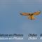 Faucon Crécerelle (Rapace Mt Ventoux - OV242)