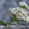 Achillée Millefeuille (Achillea millefolium - B2)