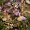 Phalangère à Fleur de Lis ( Anthericum liliago - B 1 )