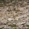 Armérie faux-buplèvre ( Armeria bupleuroides - R1 )