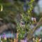 Bugrane Epineuse (Ononis spinosa - R3)
