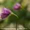 Ail à Fleurs de Narcisse ( Allium narcissiflorum - MV - R 2 )