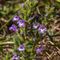 Scutellaire des Alpes ( Scutellaria alpina - BL1 )