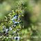 Prunellier , fruits (Prunus spinosa - V3) 
