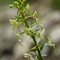 Platanthère à deux feuilles ( Platanthera bifolia - O1)
