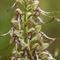 Orchis Bouc ( Himantoglossum hircinum - O3)