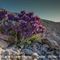 Linaire Alpine (Linaria alpina - M 1 )