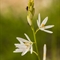 Phalangère à fleurs de Lis (Anthericum liliago - FBV4 )