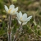 Pulsatille des Alpes ( Anemone alpina subsp. alpina - FBV10 )