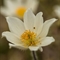 Pulsatille des Alpes ( Anemone alpina subsp. alpina - FBV11 )