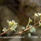 Saxifrage paniculée (Saxifraga paniculata - FBV6 )