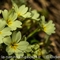 Primevère à grandes fleurs ( Primula vulgaris subsp. vulgaris - FJV4)