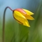 Tulipe australe (Tulipa sylvestris subsp. australis - FJV4)