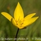 Tulipe australe (Tulipa sylvestris subsp. australis - FJV5)