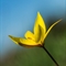 Tulipe australe (Tulipa sylvestris subsp. australis - FJV6)