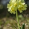 Primevère élevée  (Primula elatior subsp. elatior - FJV2)