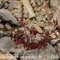 Géranium Herbe à Robert ( Geranium robertianum subsp. robertianum - FRV1 )