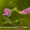 Calament à grandes fleurs (clinopodium grandiflorum - FRV2)