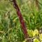 Joubarbe des montagnes (Sempervivum montanum - FRV3 )