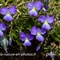 Pensée des Alpes ou éperonnée ( Viola calcarata - FBLEV1 )