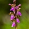 Orchis de Von Spitzel ( Orchis spitzelii - OV4)
