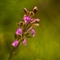Orchis de Von Spitzel ( Orchis spitzelii - OV5)