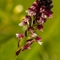 Orchis brûlé (orchis ustulata - OV 2)