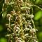 Orchis bouc (himantoglossum hircinum - OV2) 
