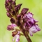 Orchis pourpre ( Orchis purpurea - OV5 )