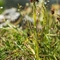 Nigritelle noire ( Gymnadenia nigra subsp. rhellicani - OV1 )