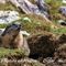 Marmotte en pelage estival (MV88)