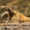 Marmotte (MV151)