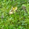 Parnassie des Marais ( Parnassia palustris - AFB3)