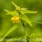 Mélampyre des Forêts ( Melampyrum sylvaticum - FAJ2 )