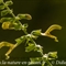 Sauge Glutineuse ( Salvia glutinosa - FAJ1)