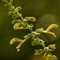 Sauge Glutineuse ( Salvia glutinosa - FAJ3)