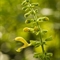 Sauge Glutineuse ( Salvia glutinosa - FAJ4)