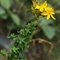 Millepertuis taché ( Hypericum maculatum - FAJ1 )